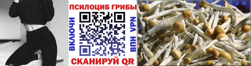 закладка  Арск  Галлюциногенные грибы Cubensis 